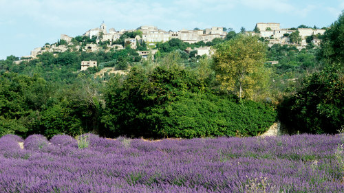 Aix-en-Provence & Lavender Fields Full-Day Tour