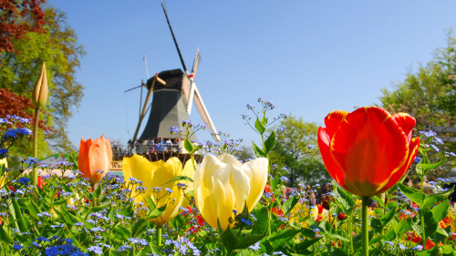 Keukenhof Gardens Entry & Transportation by Lindbergh Tour and Travel