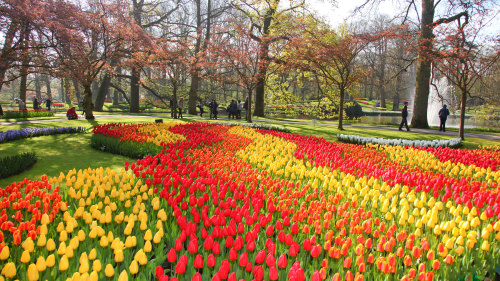 Combo Saver: City Sightseeing & Keukenhof with Tulip Farm Visit