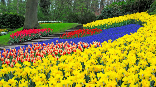 Combo Saver: Windmills, Marken, Volendam & Keukenhof Gardens Tour