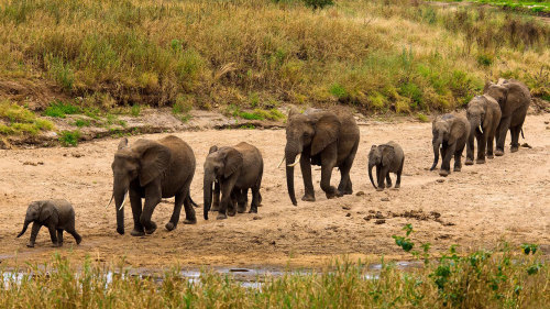 Tarangire National Park Full-Day Tour with Lunch
