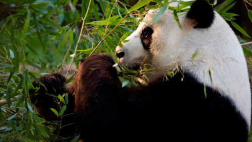 Zoo Atlanta Admission