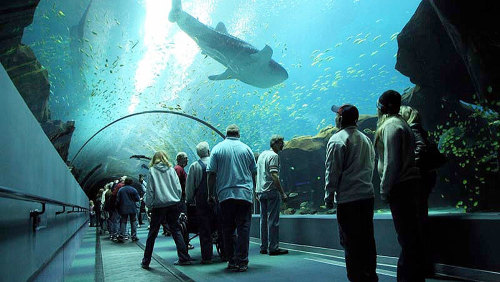 Georgia Aquarium Admission
