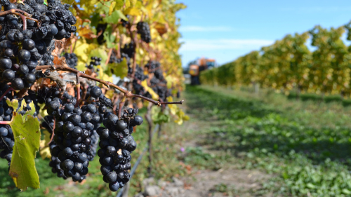 Waipara Valley Half-Day Winetasting Tour by Canterbury Leisure Tours