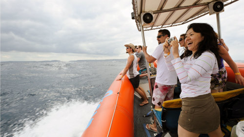 Bali Hai Dolphin Cruise