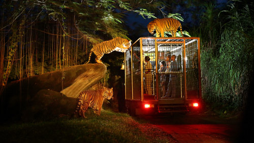 Night Safari Experience at Bali Safari & Marine Park