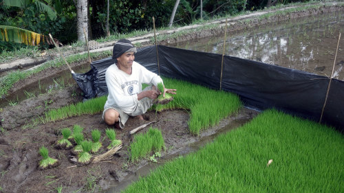 Private Tegalalang Rice Paddy Trekking Tour with Lunch