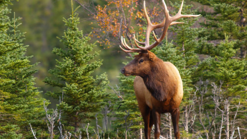 Discover Banff & Wildlife Tour