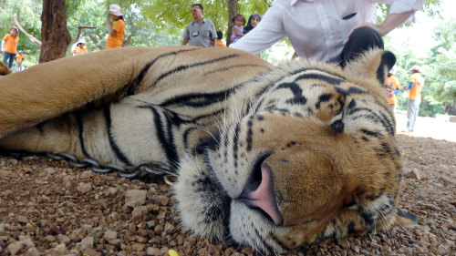 River Kwai, Hellfire Pass & Tiger Temple Tour