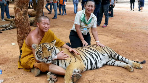 River Kwai with Tiger Temple Tour