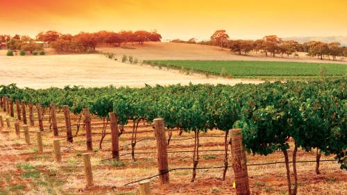 Grand Barossa Valley Day Tour