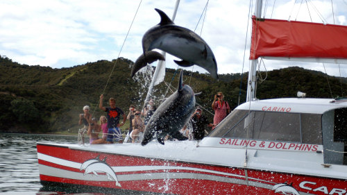 Bay of Islands Sailing & Dolphin Adventure