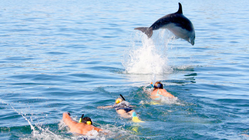Swim with the Dolphins Cruise by Explore Group Limited