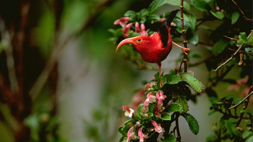 Rainforest & Dry Forest Birding Adventure