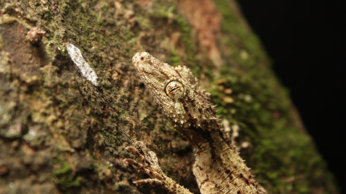 Glow Worms Walk & Nocturnal Rainforest 4WD Tour