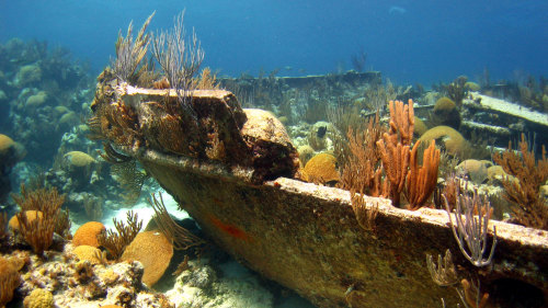 Shipwreck Snorkeling Cruise