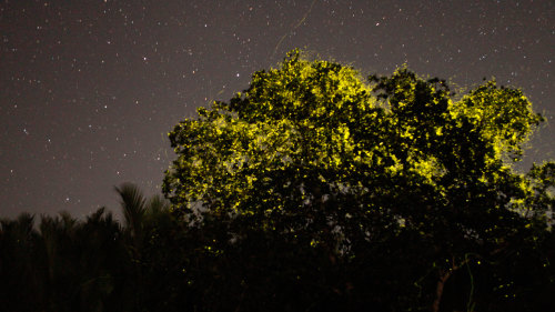 Private Fireflies Night Tour with Dinner by Baron Travel