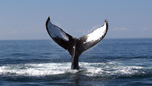 Whale-Watching Cruise