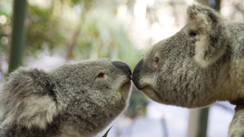 Lone Pine Koala Sanctuary Day Admission