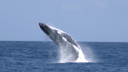 Moreton Bay Whale-Watching Cruise