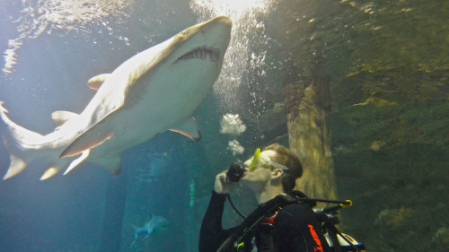 UnderWater World Shark Dive