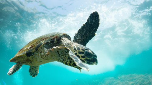 Scuba Diving Tour by Byron Bay Dive Center