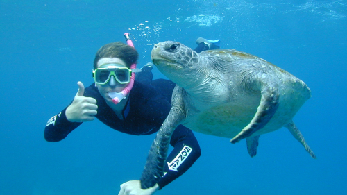 Sea Turtle Snorkeling Tour by Byron Bay Dive Center