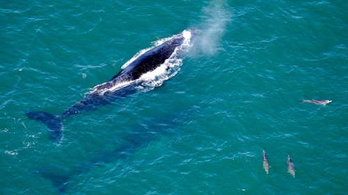 Whale Watching From Above Flight by Byron Bay Microlights