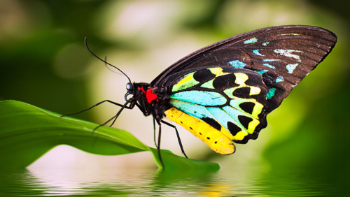 Australian Butterfly Sanctuary Admission