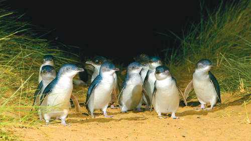 Phillip Island Penguins Direct Tour by Melbourne