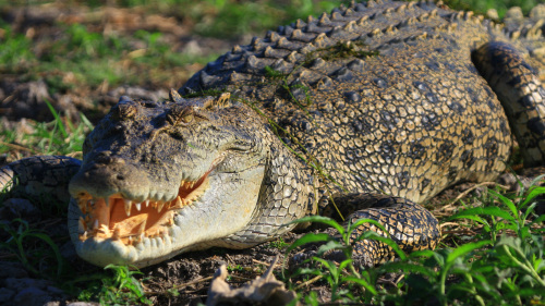 Wetland Nature Tour & Wildlife Cruise