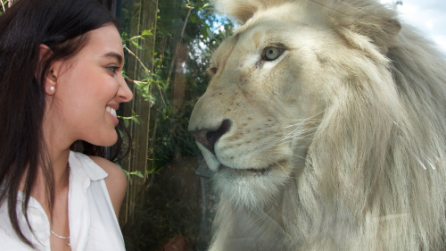 White Lion Encounter at the National Zoo & Aquarium