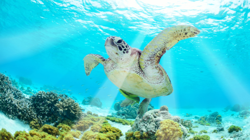 Snorkeling with Sea Turtles