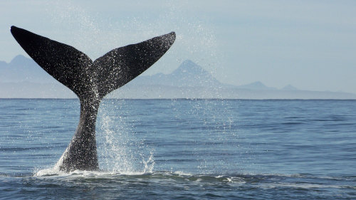Whale Watching Full-Day Tour