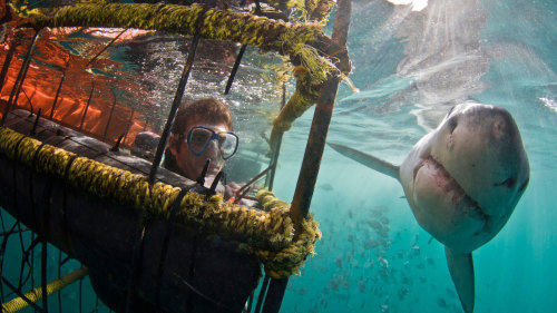 Great White Shark Cage Diving Full-Day Tour