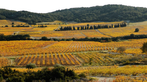 Tavel & Châteauneuf-du-Pape Wine Tour