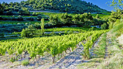 Full-Day Wine Tasting on the Road of Châteauneuf-du-Pape