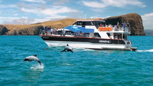 Akaroa Harbour Nature Cruise