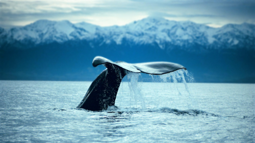 Full-Day Kaikoura Whale-Watching Tour by Canterbury Leisure Tours