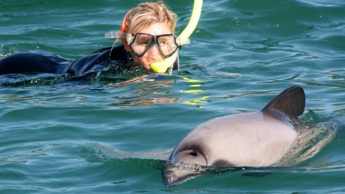 Full-Day Dolphin Swimming Tour by Canterbury Leisure Tours