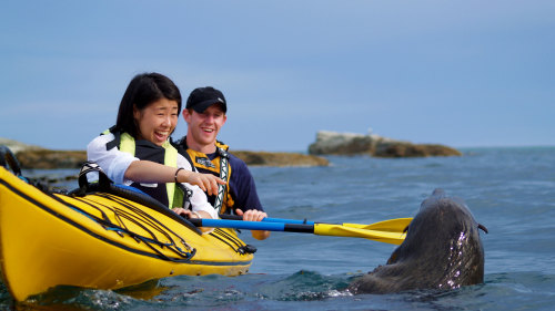 Seal Kayaking Half-Day Tour by Kaikoura Kayaks
