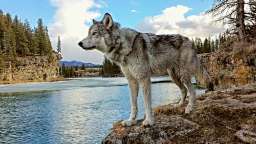 Yamnuska Wolfdog Sanctuary Tour