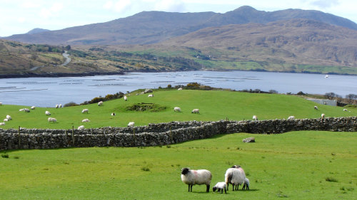 Connemara Full-Day Tour