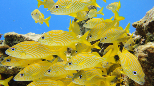 Cozumel Snorkel Adventure