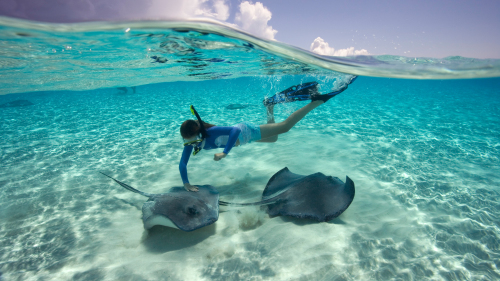 Swim & Snorkel with Stingrays