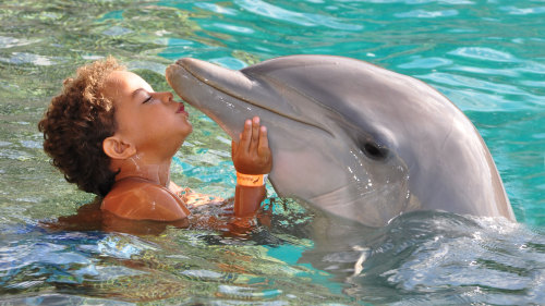 Dolphin Encounter