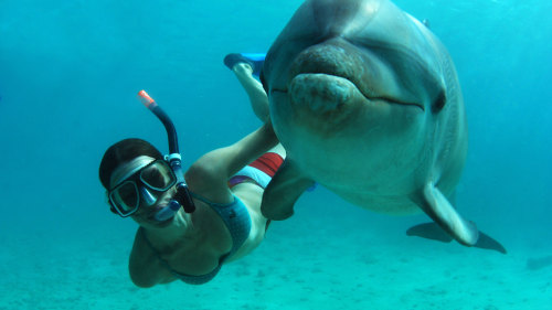 Snorkel & Swim with Dolphins