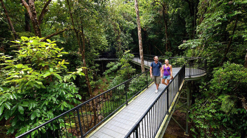 Private Tour to Daintree, Cape Tribulation & Mossman Gorge