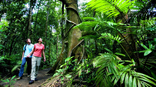 Cape Tribulation Tour by Tropics Explorer