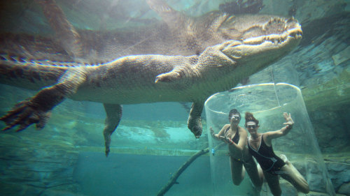 Cage of Death Experience at Crocosaurus Cove